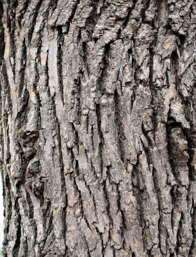 Écorce d'arbre, source de tanins pour le tannage végétal du cuir